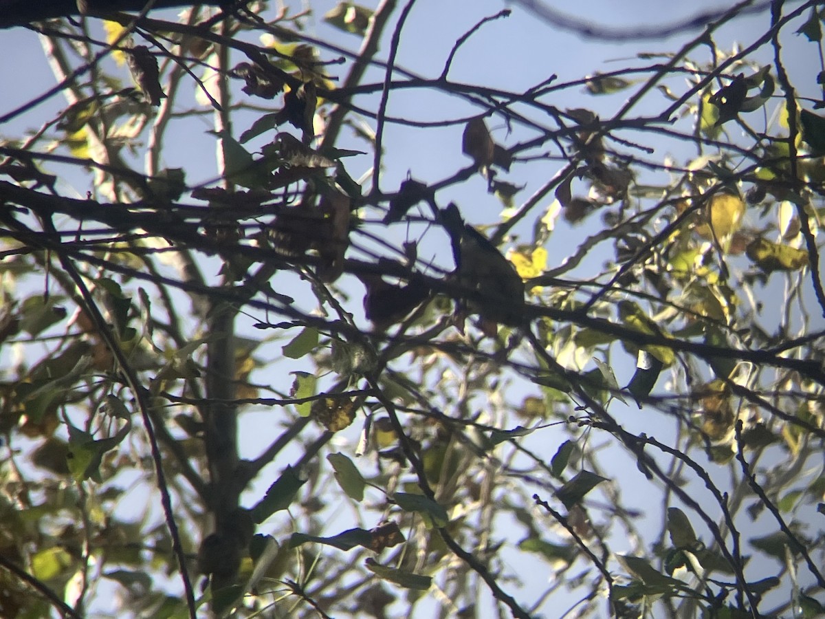 Northern Parula - ML612683544