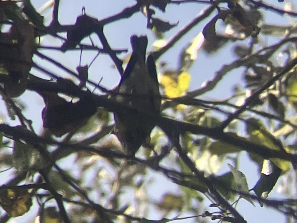 Northern Parula - ML612683545