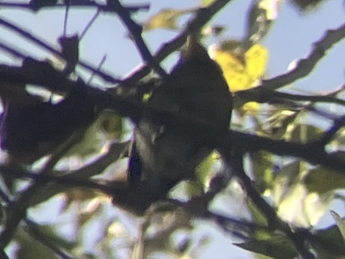 Northern Parula - ML612683546