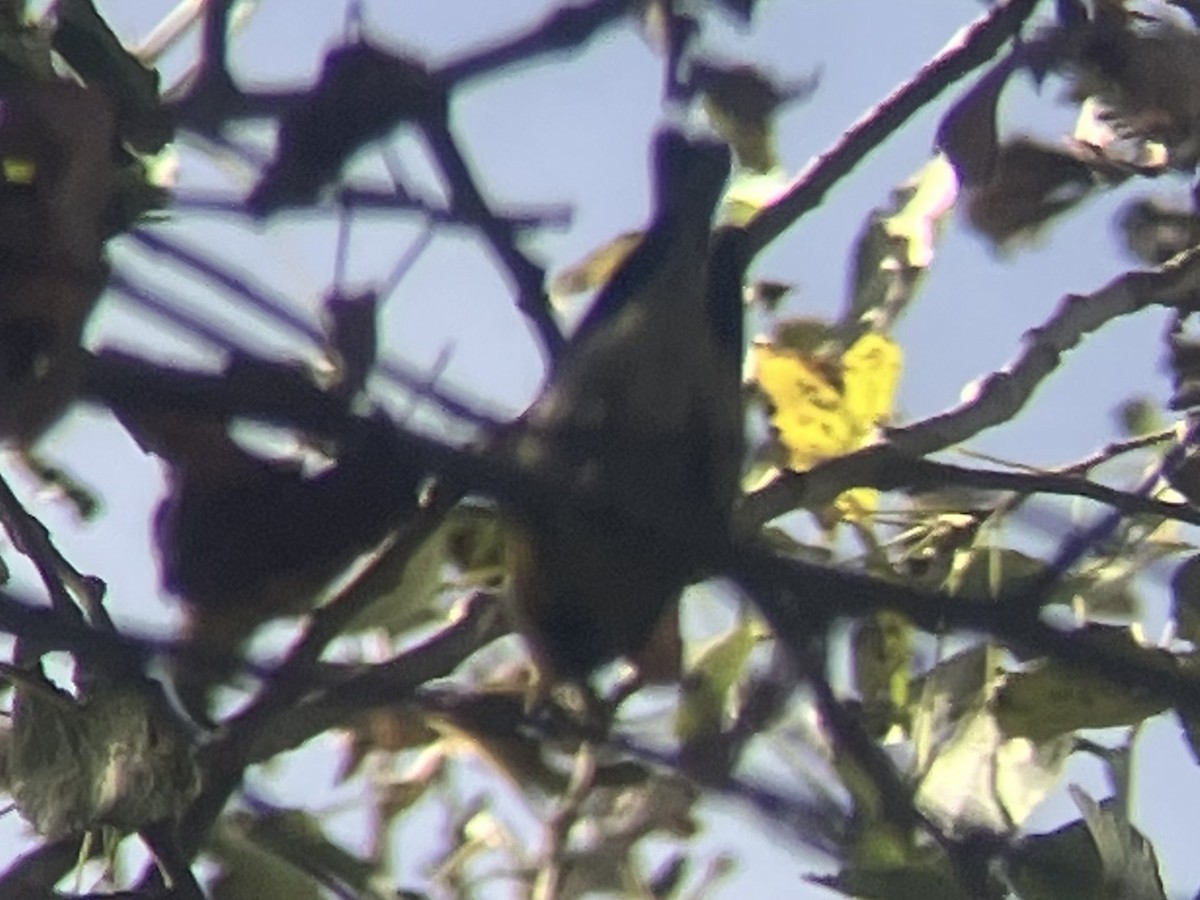 Northern Parula - ML612683547