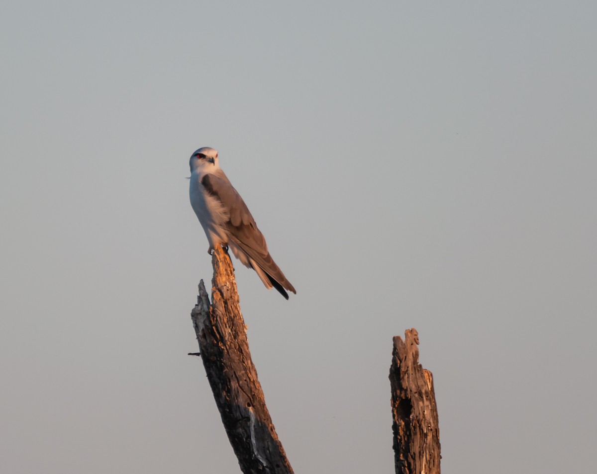 Black-winged Kite - Arun Raghuraman