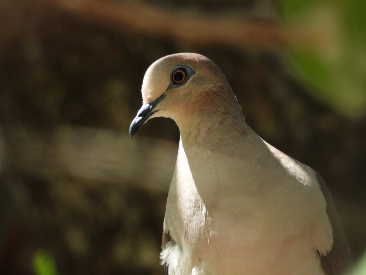 White-tipped Dove - ML612683579