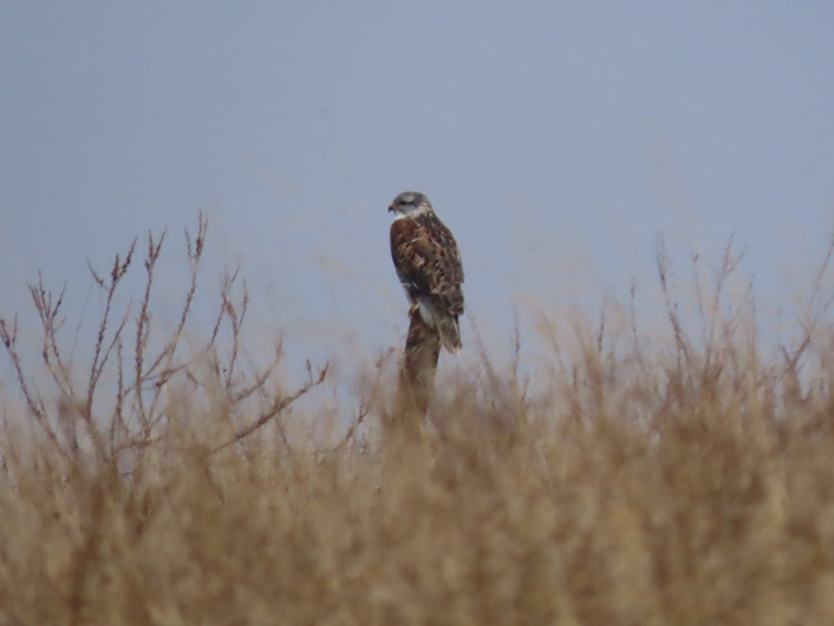 Ferruginous Hawk - ML612683594