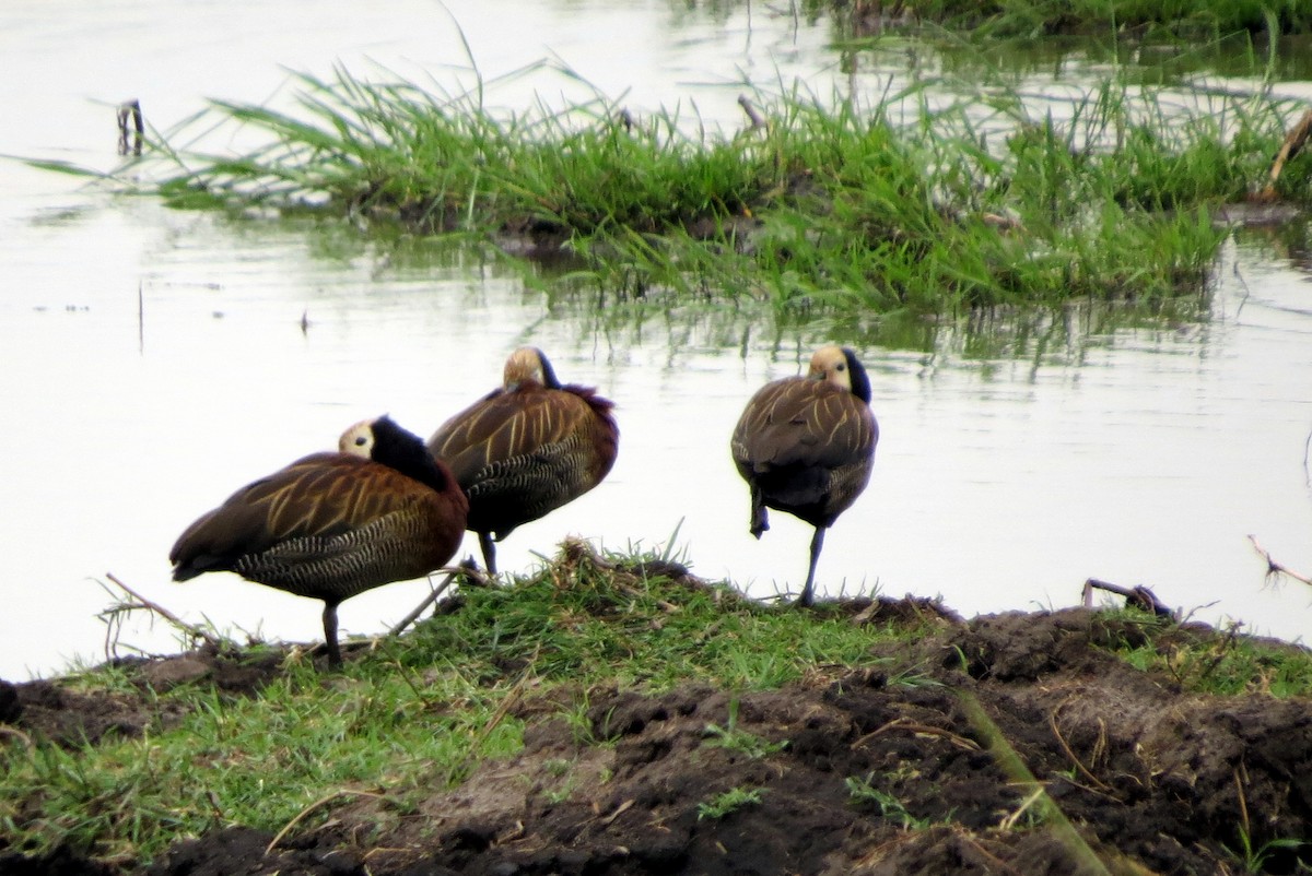 White-faced Whistling-Duck - ML612683625