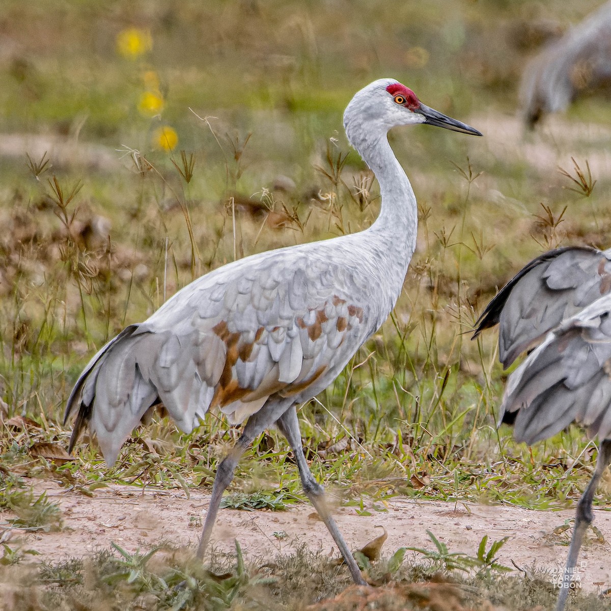 Sandhill Crane - ML612683642