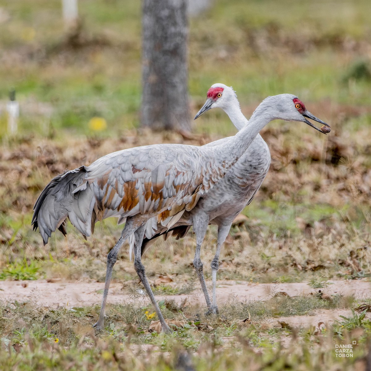 Sandhill Crane - ML612683645