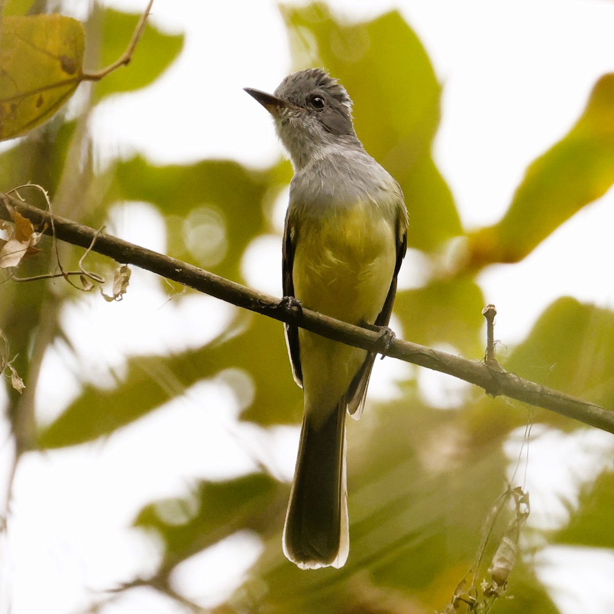 Sooty-crowned Flycatcher (phaeocephalus) - John Mills