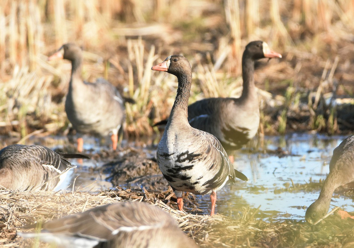 Greater White-fronted Goose - ML612683656