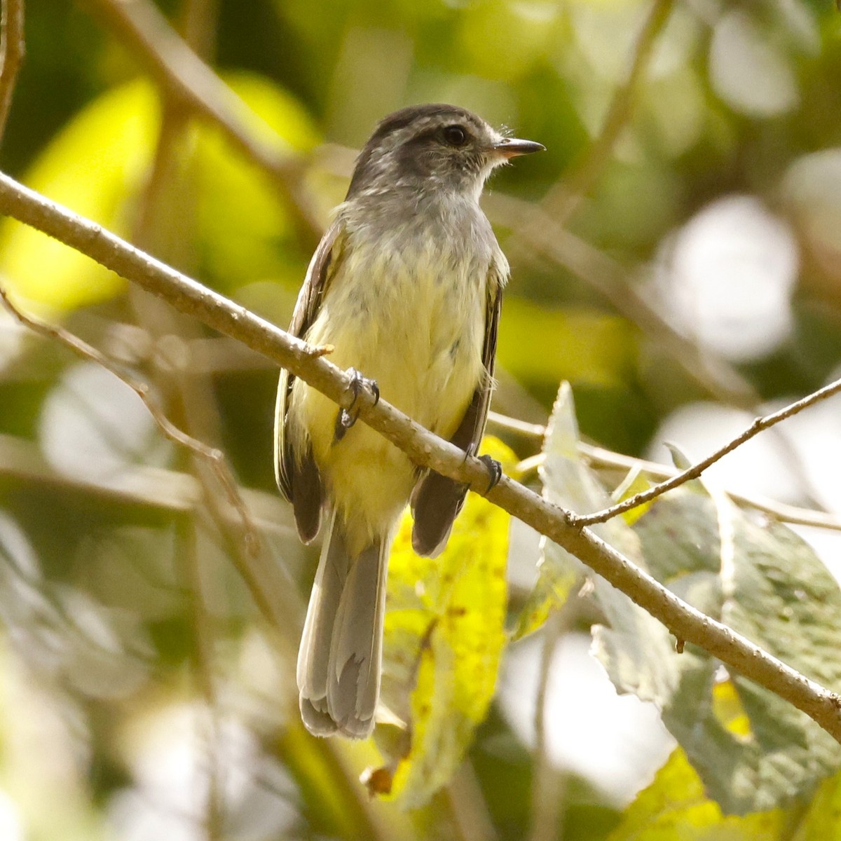 Pacific Elaenia - John Mills