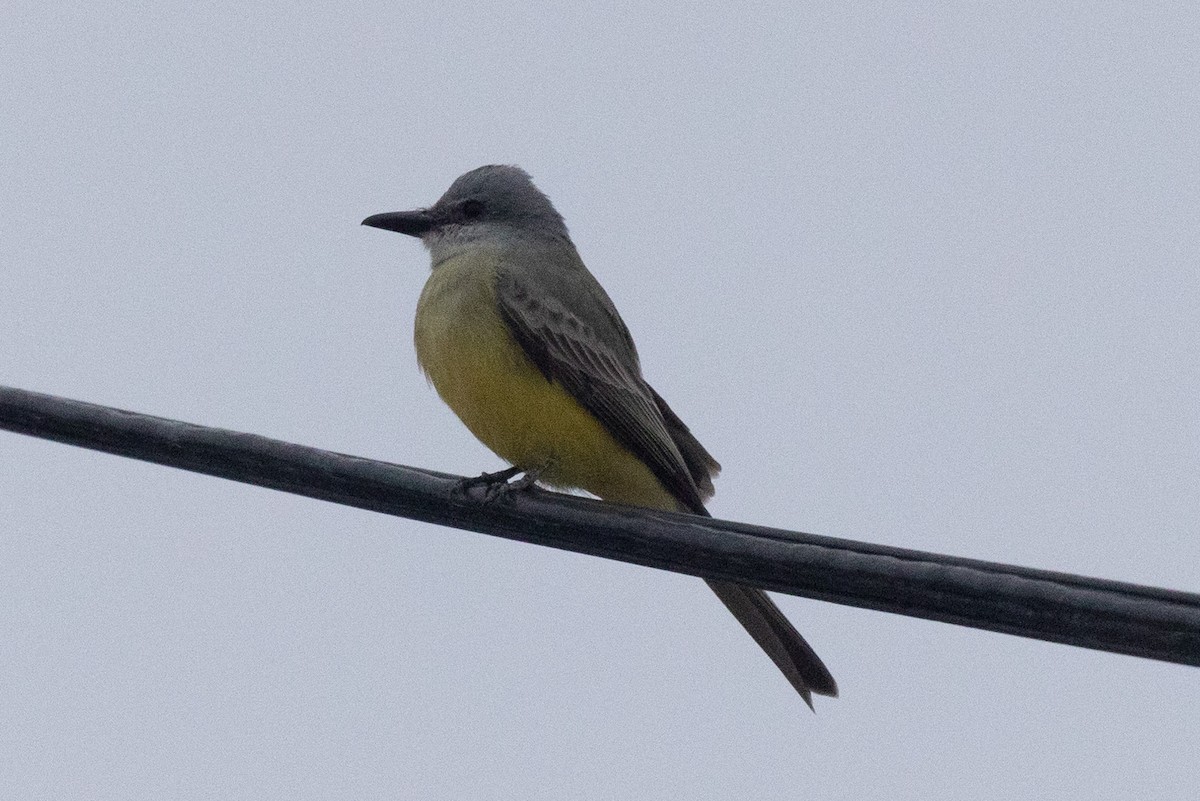 Tropical Kingbird - ML612683798