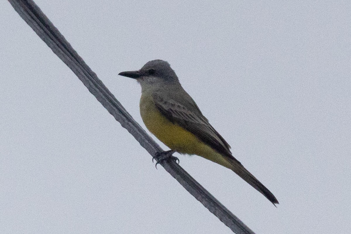 Tropical Kingbird - David Bell