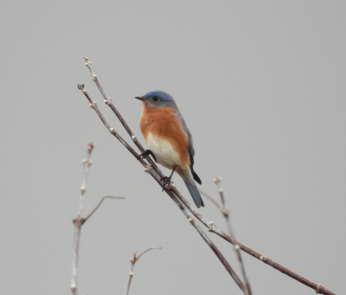 Eastern Bluebird - ML612683834