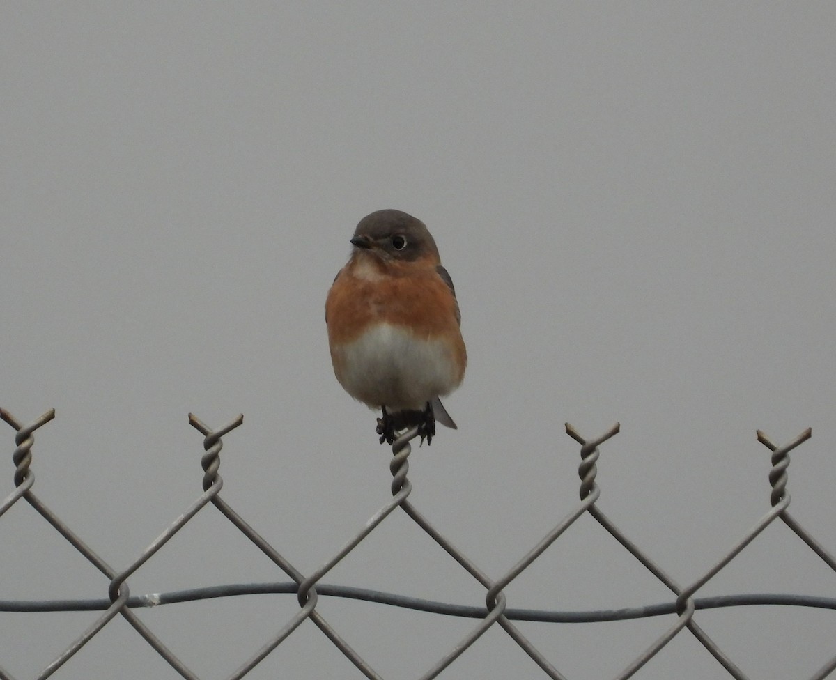 Eastern Bluebird - ML612683837