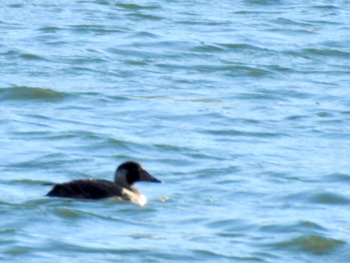 Surf Scoter - ML612683986