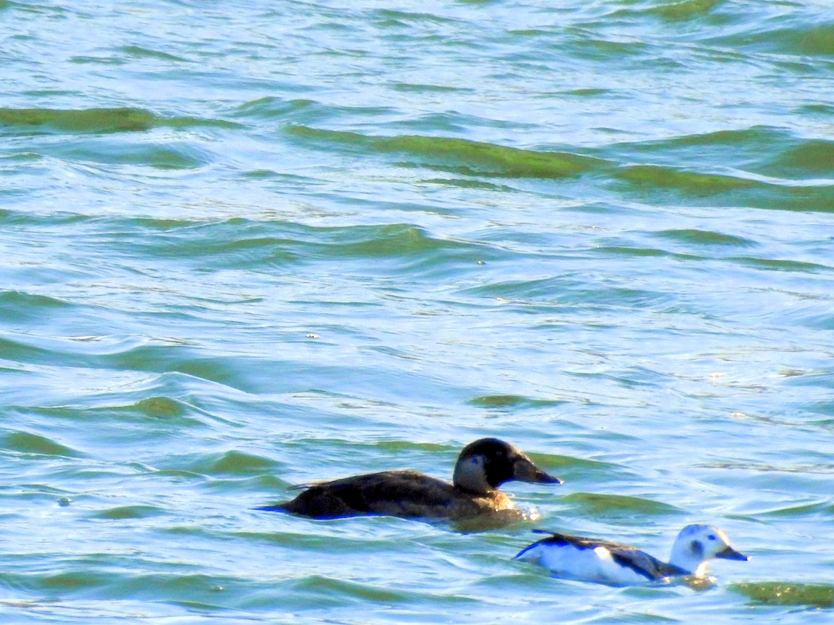 Surf Scoter - Keith Brink