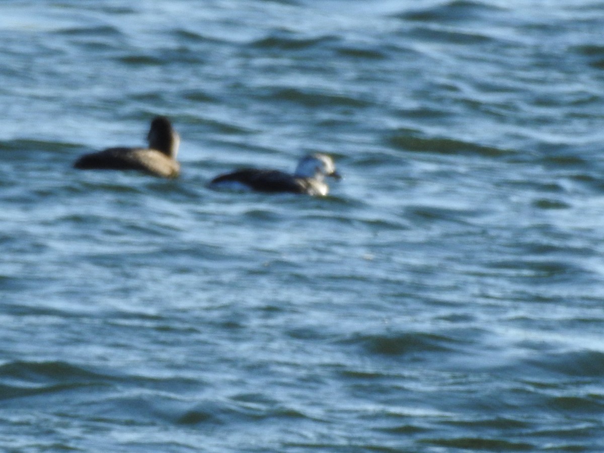 Long-tailed Duck - Keith Brink