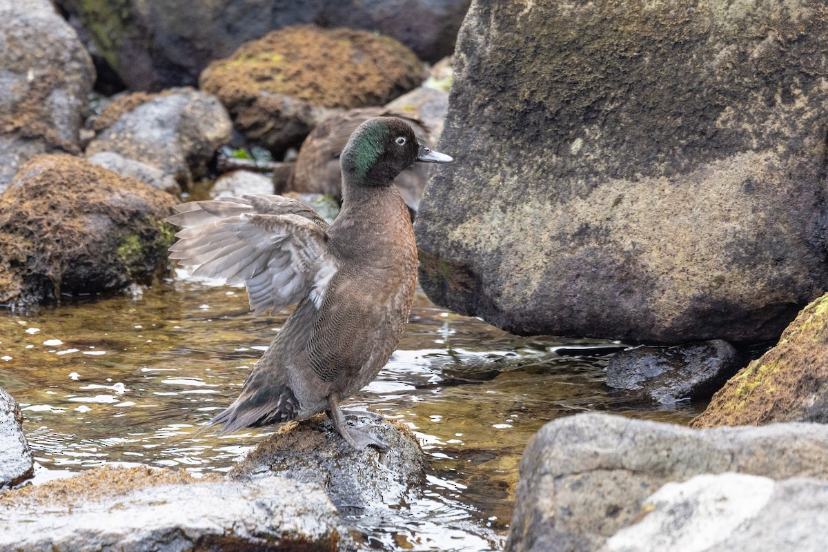 Campbell Islands Teal - Dan Pendavingh