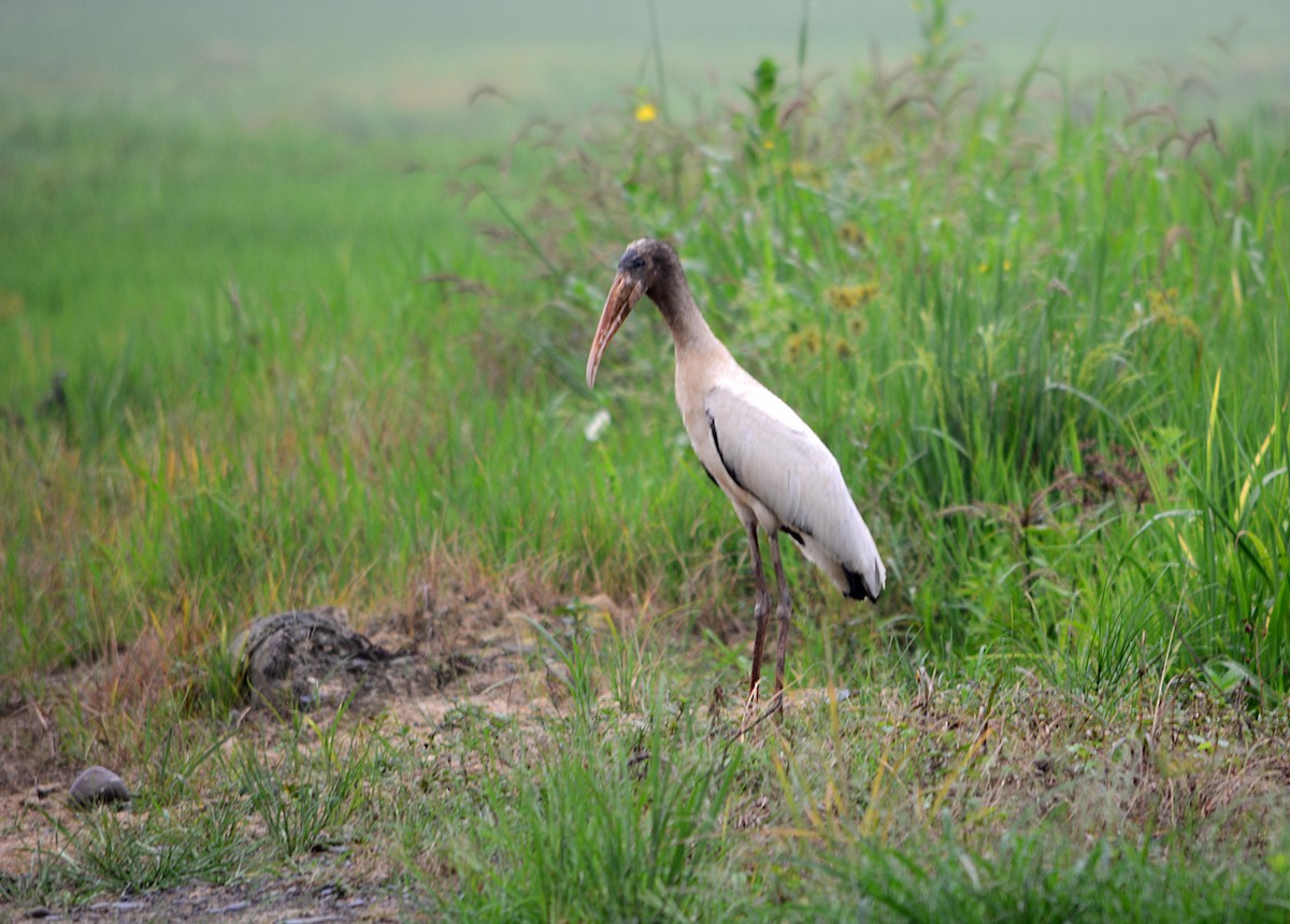 Wood Stork - ML612684107