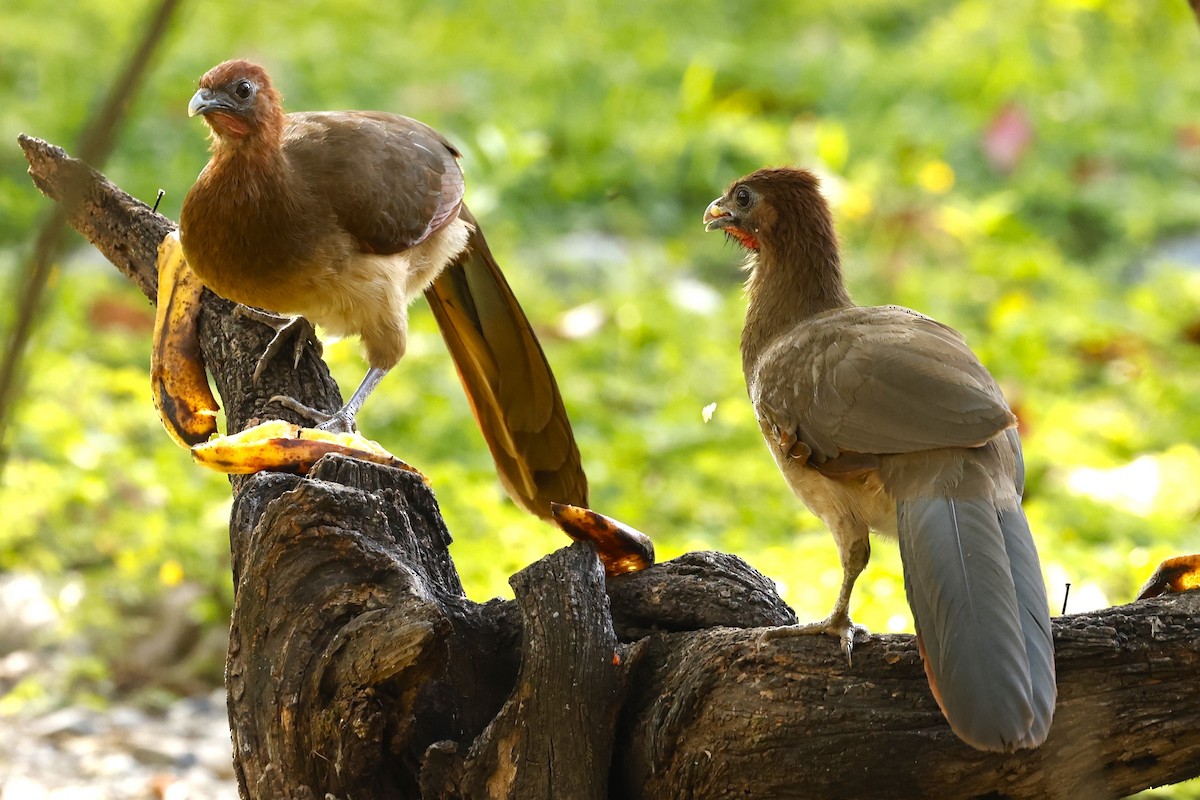 Rufous-headed Chachalaca - ML612684127