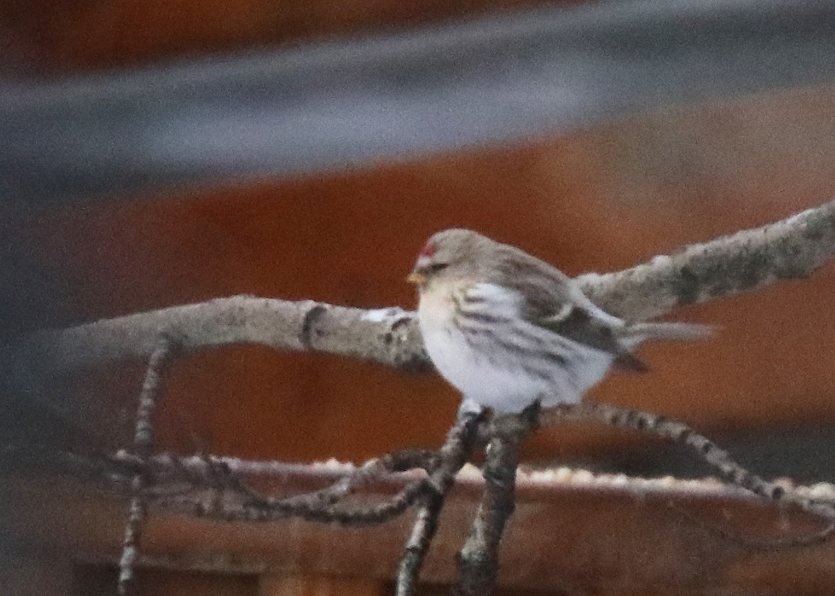 Hoary Redpoll - ML612684203