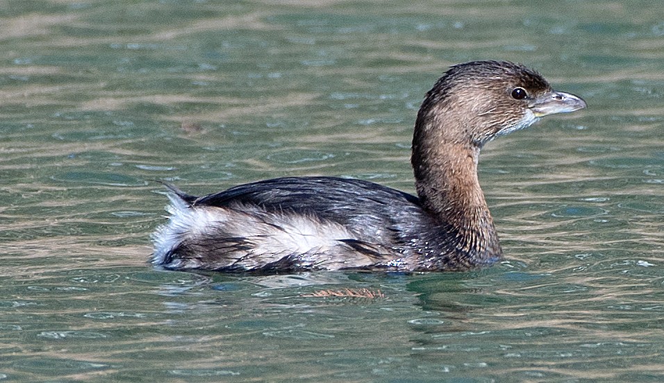 Pied-billed Grebe - ML612684232