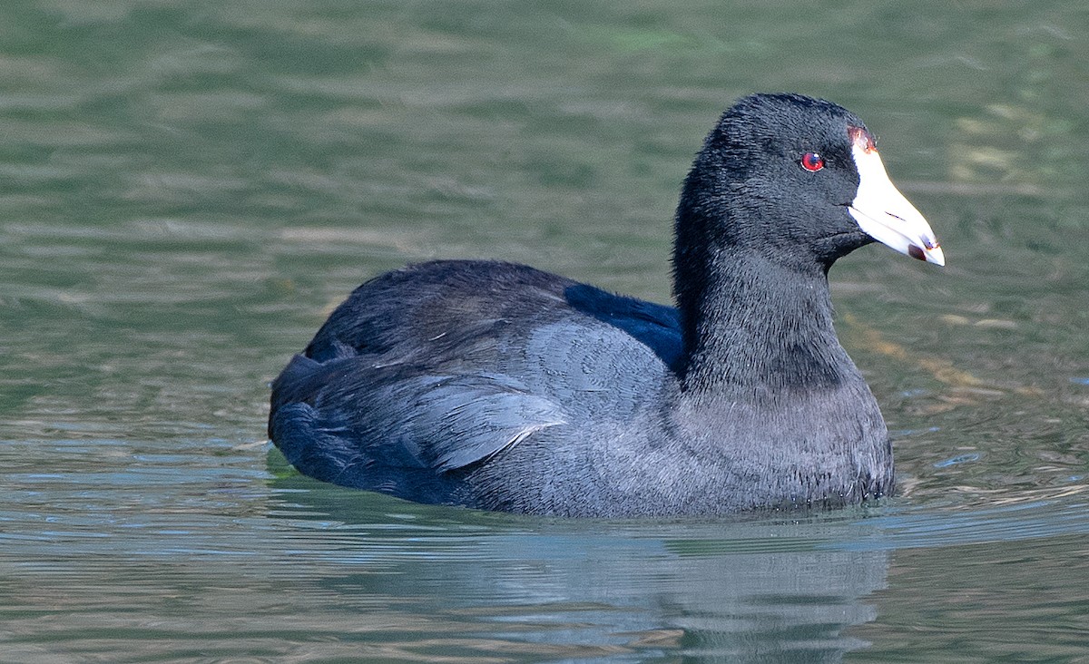 Foulque d'Amérique - ML612684252