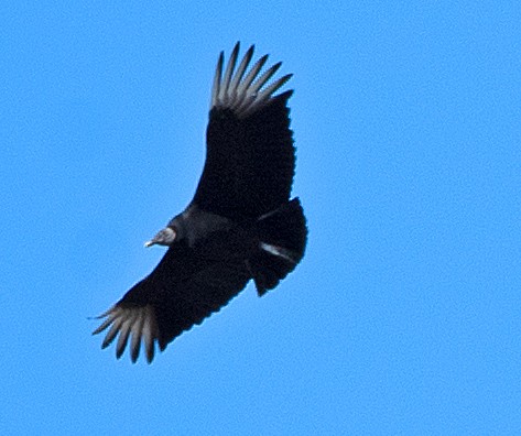 Black Vulture - Kenneth Butler