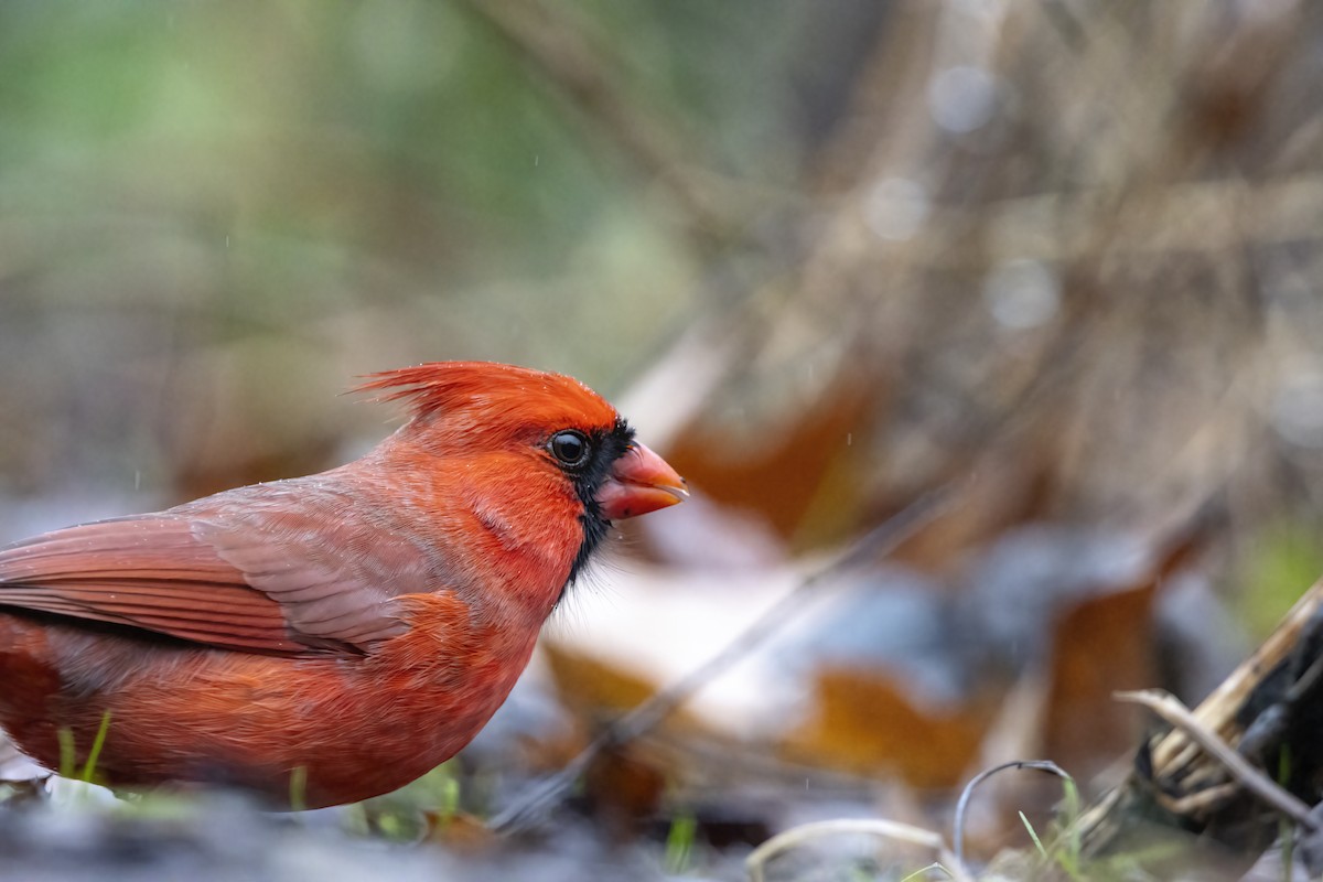 Красный кардинал [группа cardinalis] - ML612684260