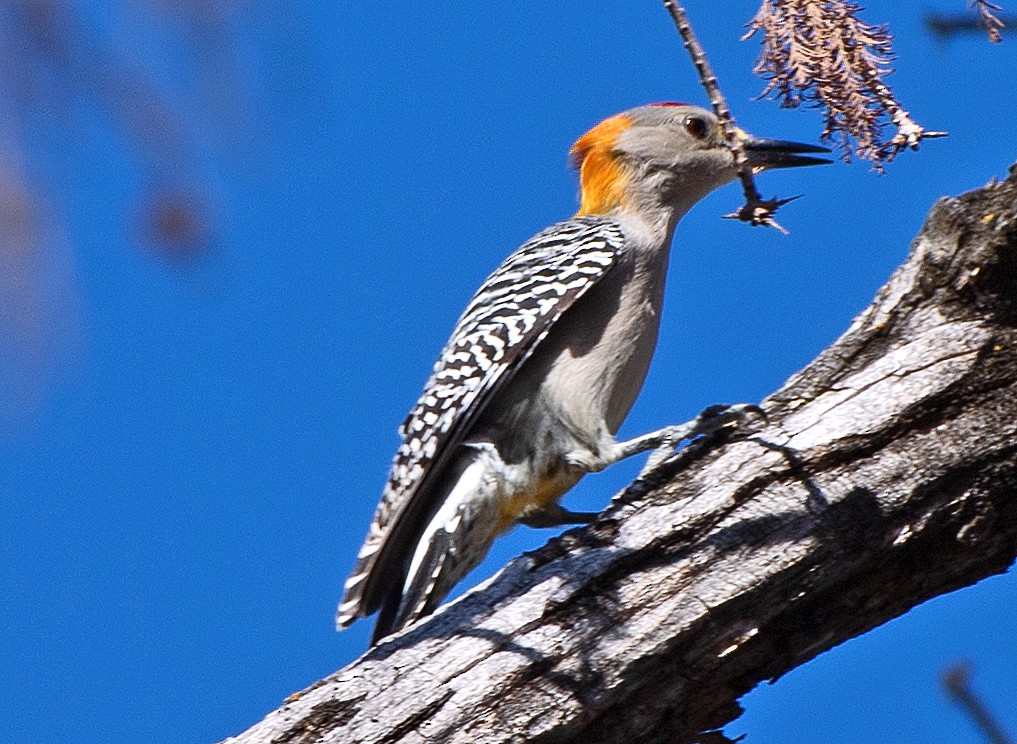 Golden-fronted Woodpecker - ML612684261