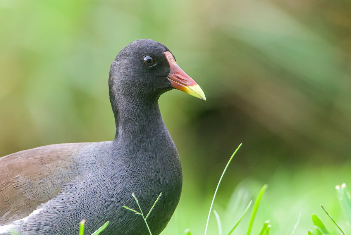 Common Gallinule - ML612684284