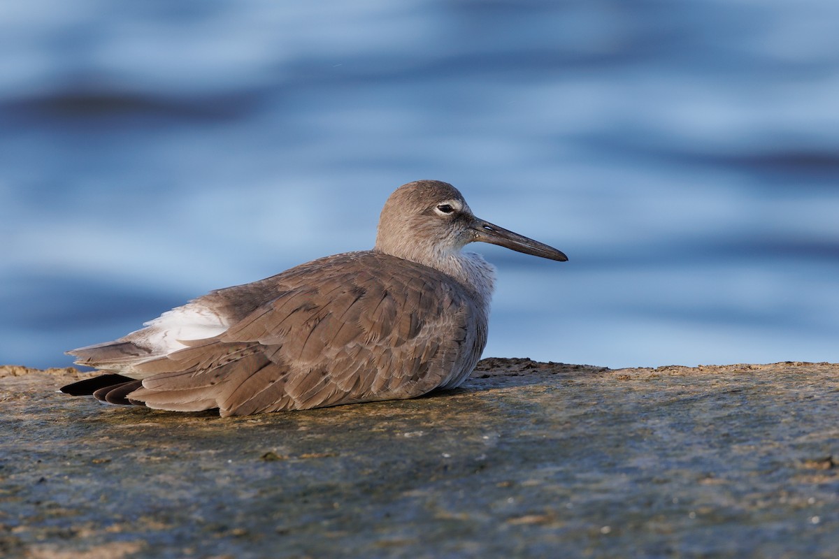 Willet - ML612684343