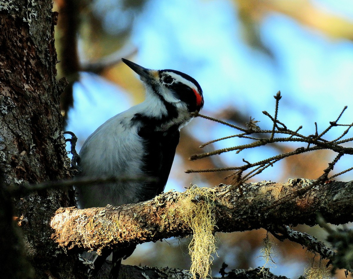 Hairy Woodpecker - Guillaume Daigle