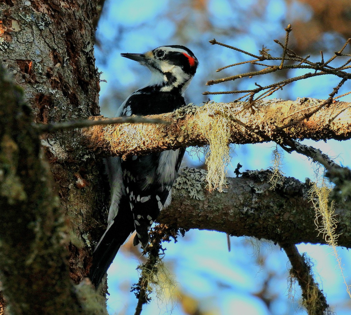 Hairy Woodpecker - Guillaume Daigle