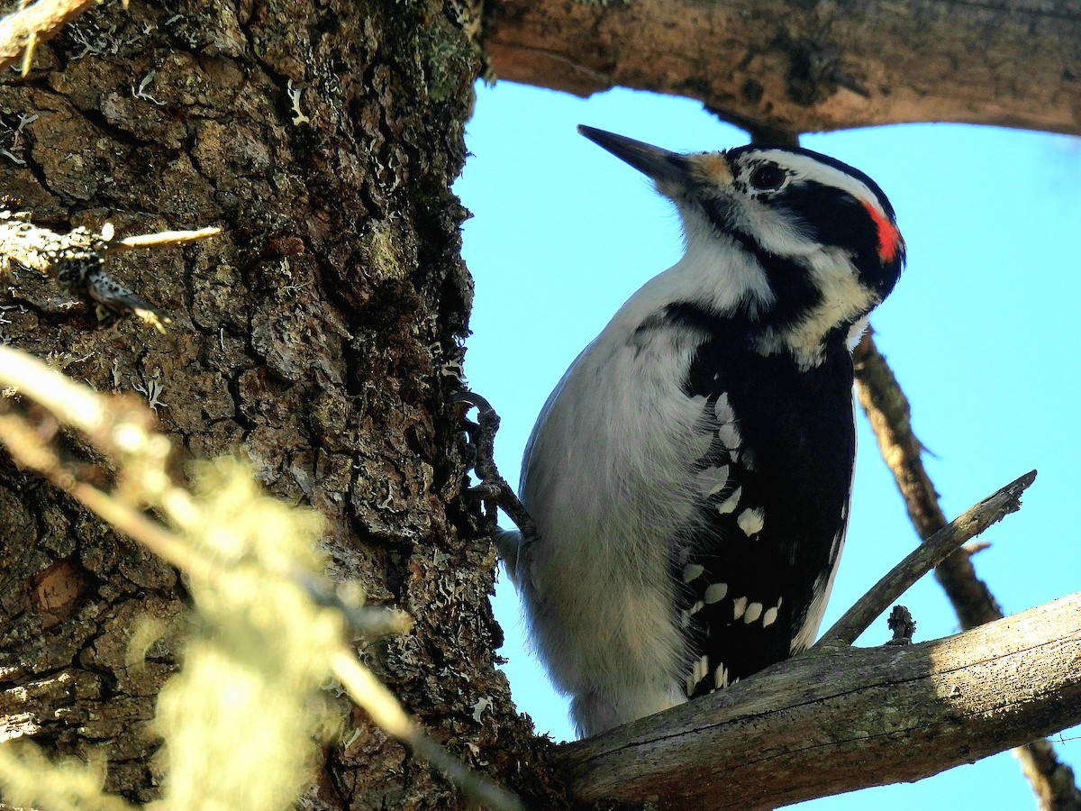 Hairy Woodpecker - ML612684363