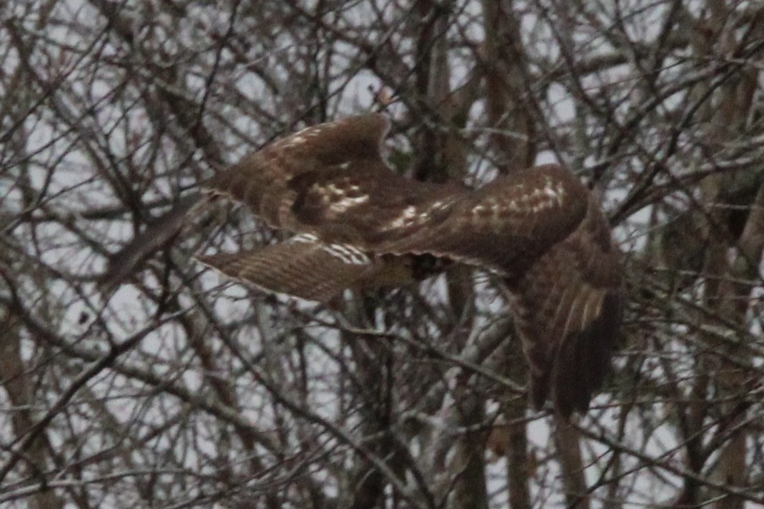 Red-tailed Hawk - ML612684457