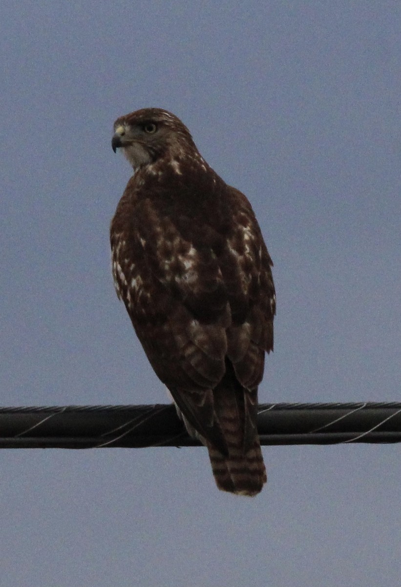 Red-tailed Hawk - Susan Wood