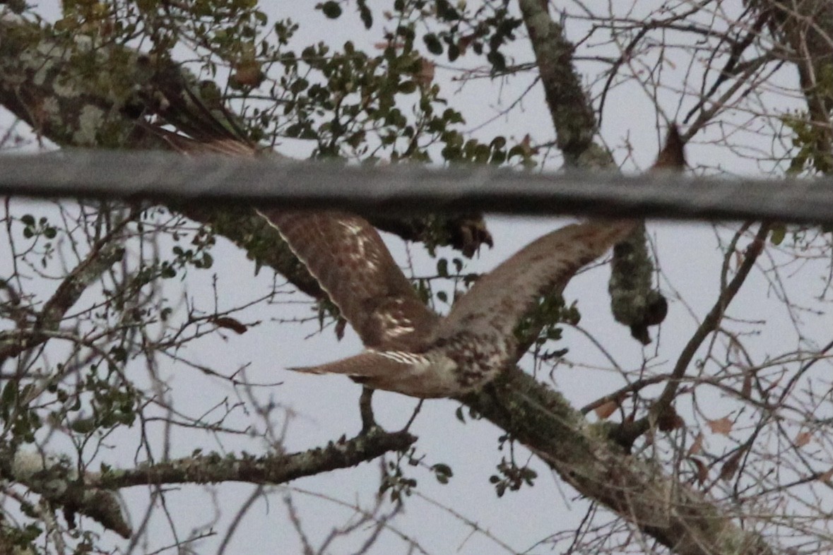 Red-tailed Hawk - Susan Wood