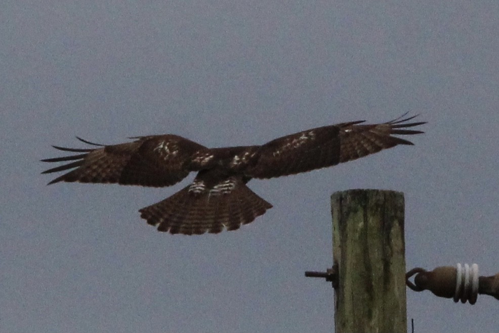 Red-tailed Hawk - Susan Wood