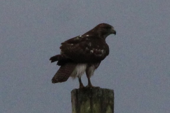 Red-tailed Hawk - Susan Wood