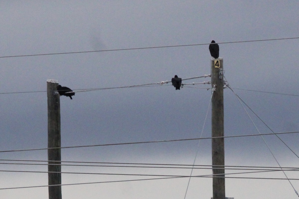 new world vulture sp. - ML612684485