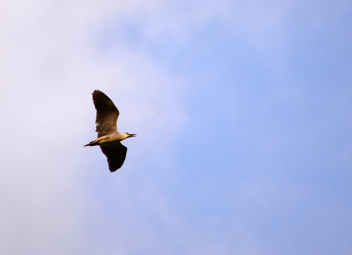 Black-crowned Night Heron (American) - ML612684491