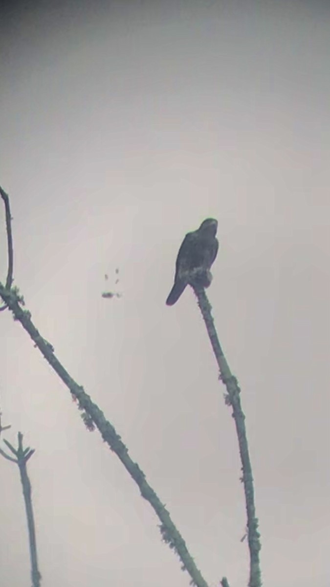 Merlin - ML612684495