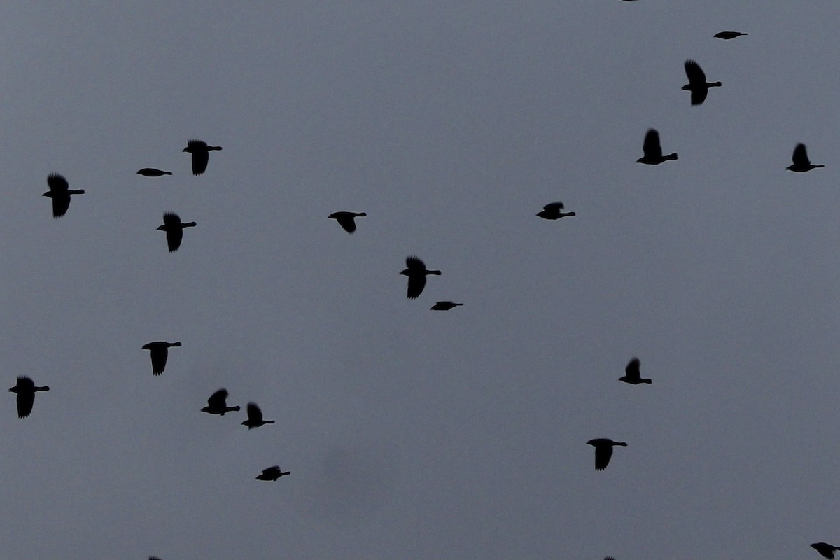 blackbird sp. - ML612684498