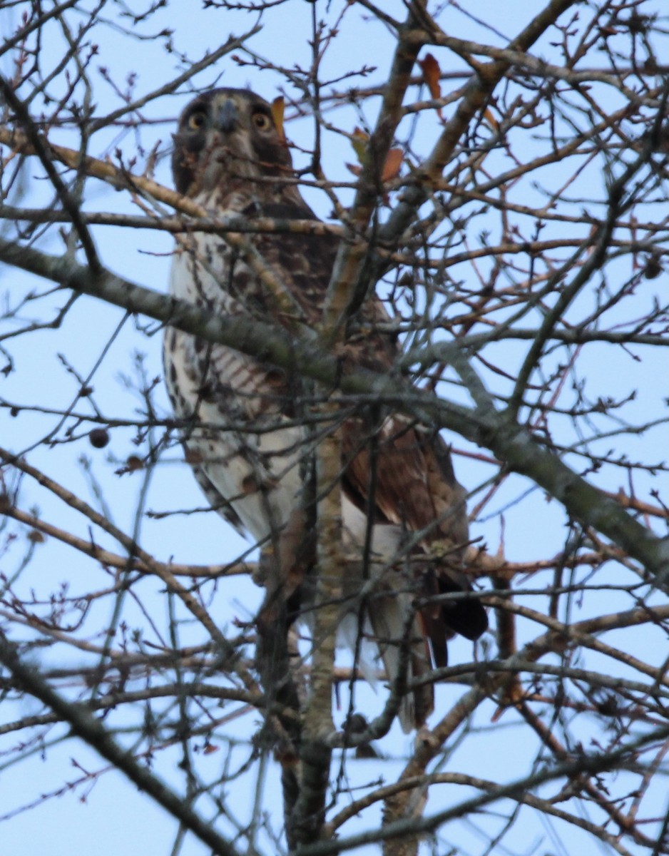 Red-tailed Hawk - ML612684527