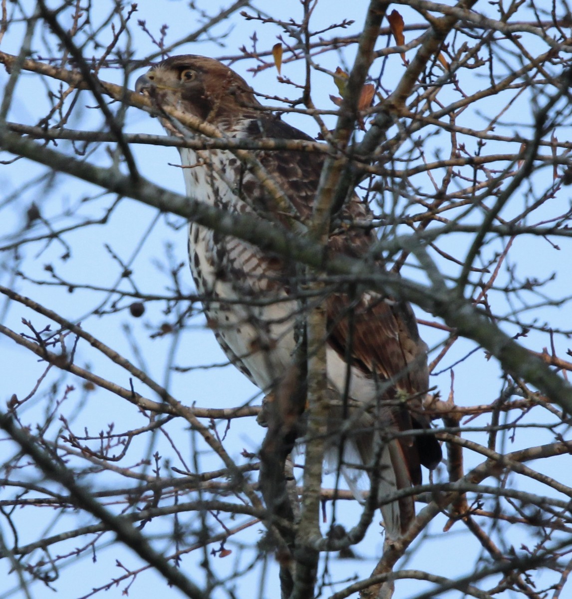 Red-tailed Hawk - Susan Wood