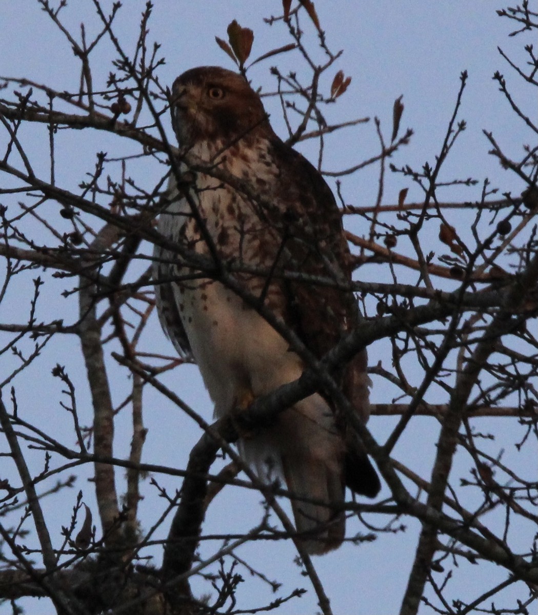 Red-tailed Hawk - Susan Wood