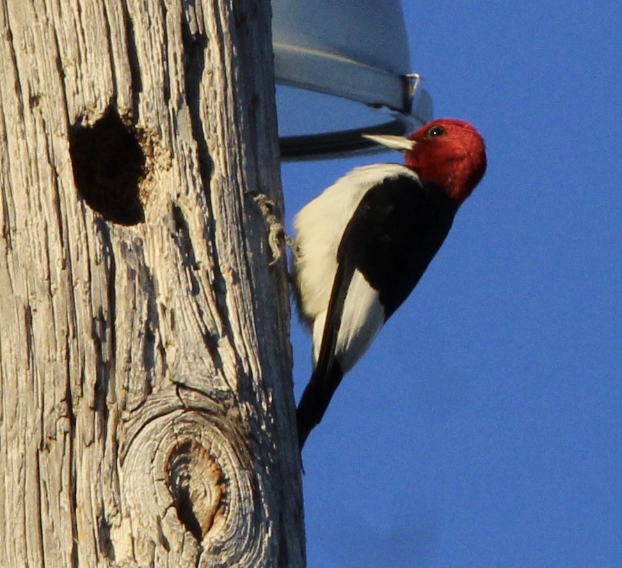 Red-headed Woodpecker - Susan Wood