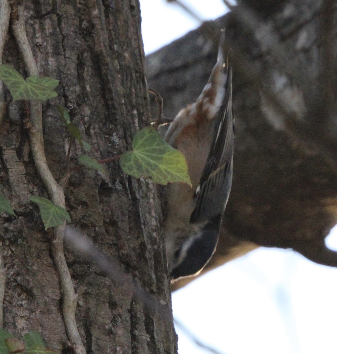 White-breasted Nuthatch - Susan Wood