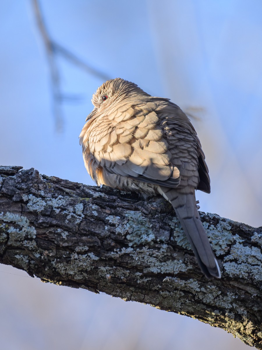 Inca Dove - ML612684570