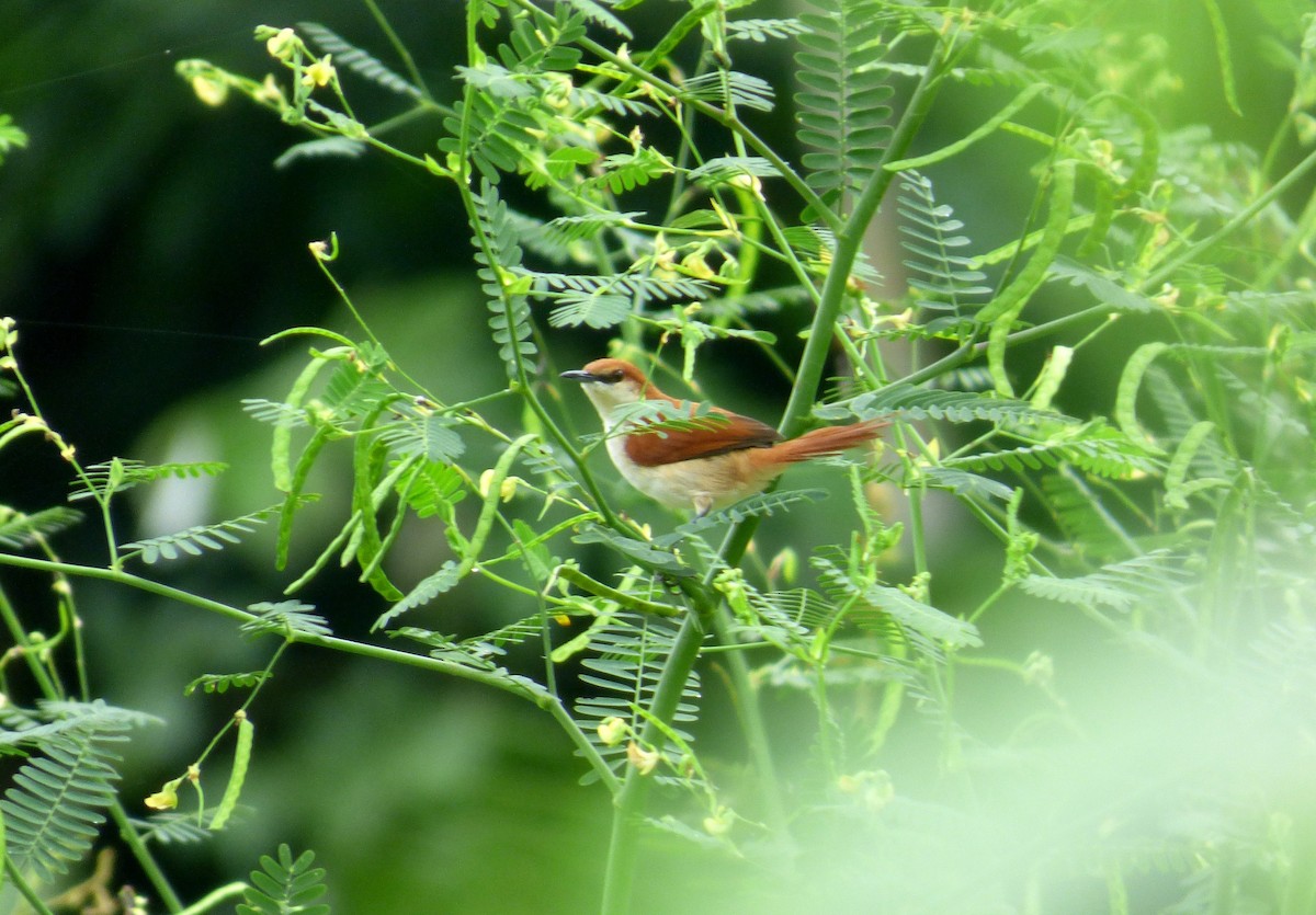 Red-and-white Spinetail - ML612684576